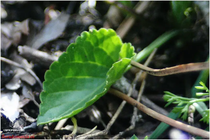 Descubre Las Plantas Nativas De La Costa Del Peru Ceficperu Org