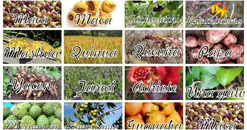 ¡Descubre Las Plantas Nativas Y Foraneas Del Peru!