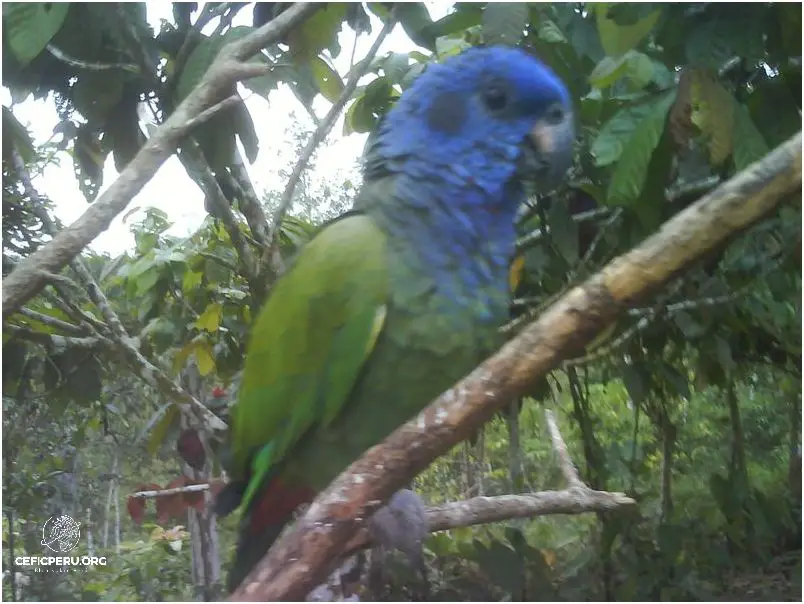 Descubre la Biodiversidad en el Perú: Flora y Fauna.