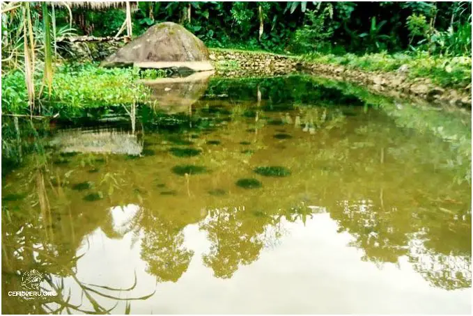 Descubre La Excepcional Fauna y Flora de los Bosques Primarios del Perú