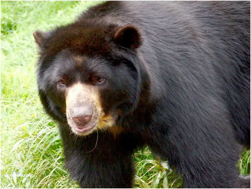 Descubre La Fascinante Fauna De La Selva Alta Del Peru