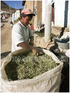 Descubre las Hierbas Medicinales Del Perú