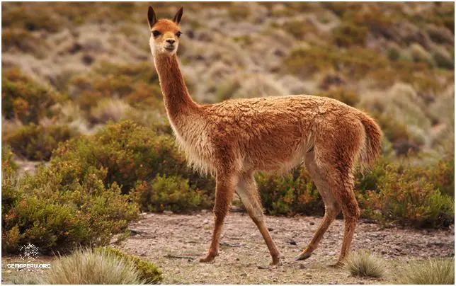 Descubre Las Maravillas De La Flora y Fauna De La Sierra Del Peru