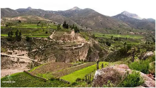¡Descubre Las Mejores Marcas De Leche En Peru!