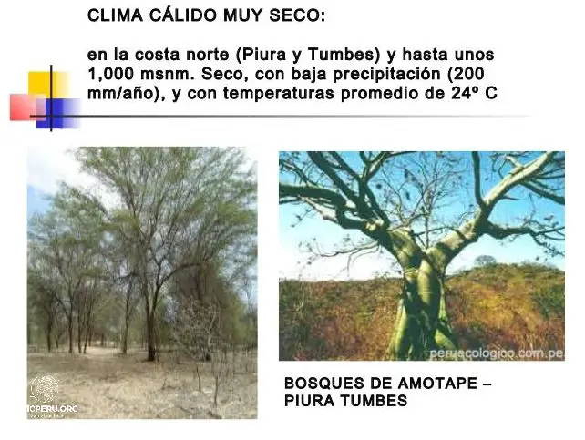 Descubre Los 10 Tipos De Bosques Del Perú