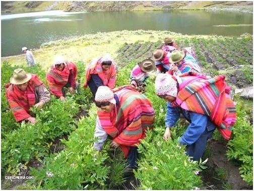 Descubre los Beneficios de la Agricultura Orgánica en el Perú