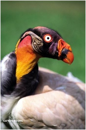 ¡Impactante! ¡El Clima Seco En Peru! ¡Impactante! ¡El Clima Seco En Peru!