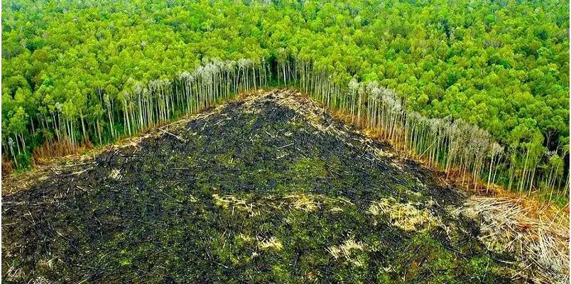 10 Actividades Económicas Imprescindibles de Perú