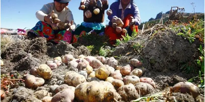Agricultura En El Peru: ¡Descubre el Impacto en la Economía!