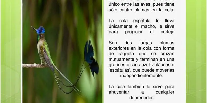 Descubre el Colibri Maravilloso Del Peru!