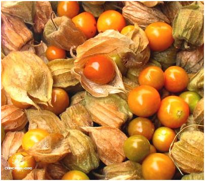 Descubre las Frutas De La Sierra Del Peru