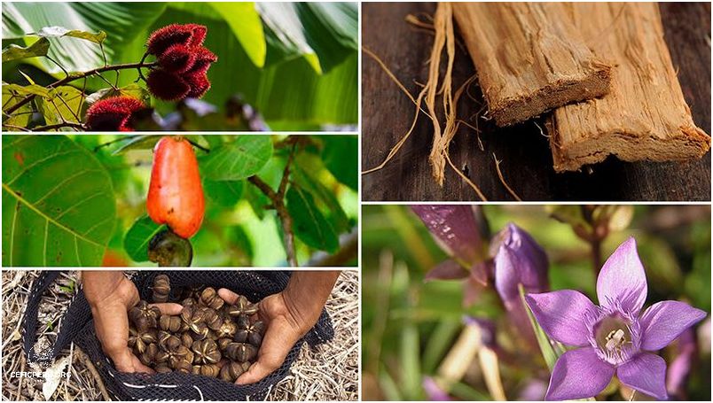 Descubre las Plantas Medicinales De Peru!