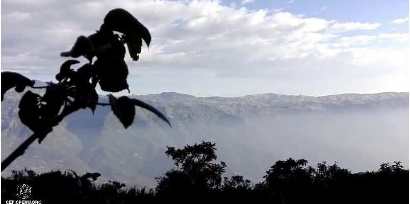 Descubre Los 10 Tipos De Bosques Del Perú