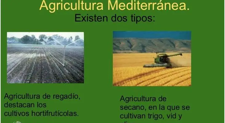 ¡Descubre los 7 Tipos De Agricultura En El Peru!
