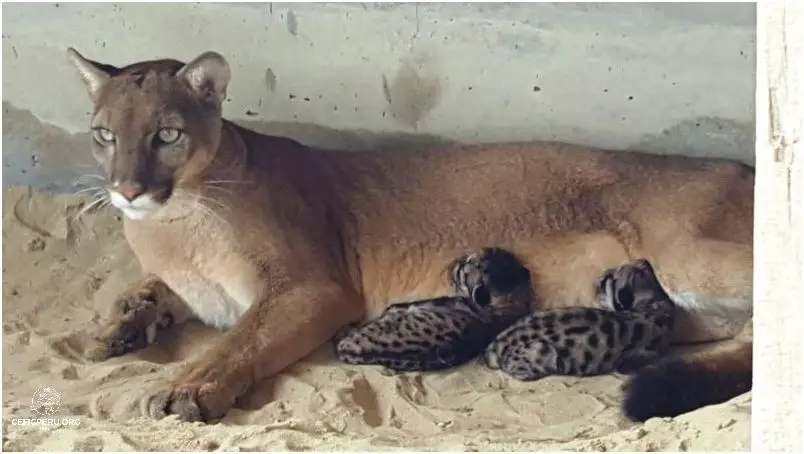 ¡Descubre Los Animales De La Costa Del Perú!