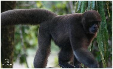 ¡Descubre Los Animales De La Costa Del Perú!