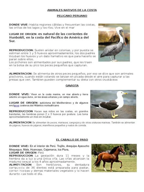 Descubre Los Animales Nativos De La Costa Del Peru