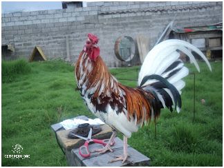 ¡Descubre Los Mejores Criaderos De Gallos De Pelea En Peru!