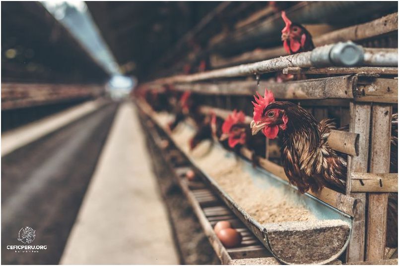 ¡Increíble! ¡Consumo Per Capita De Pollo En Perú!