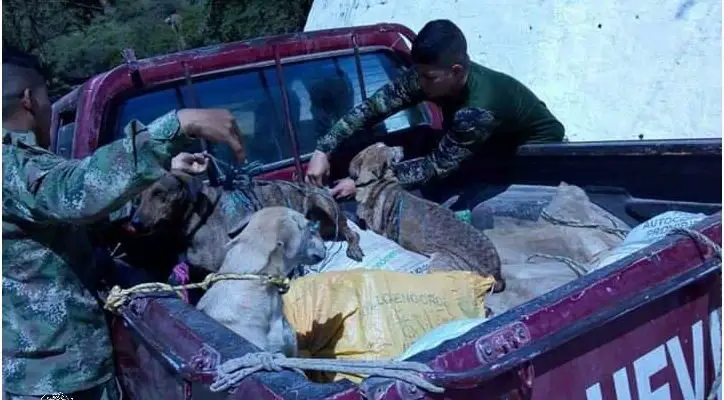 ¡La Realidad Sobre el Maltrato Animal En El Perú!