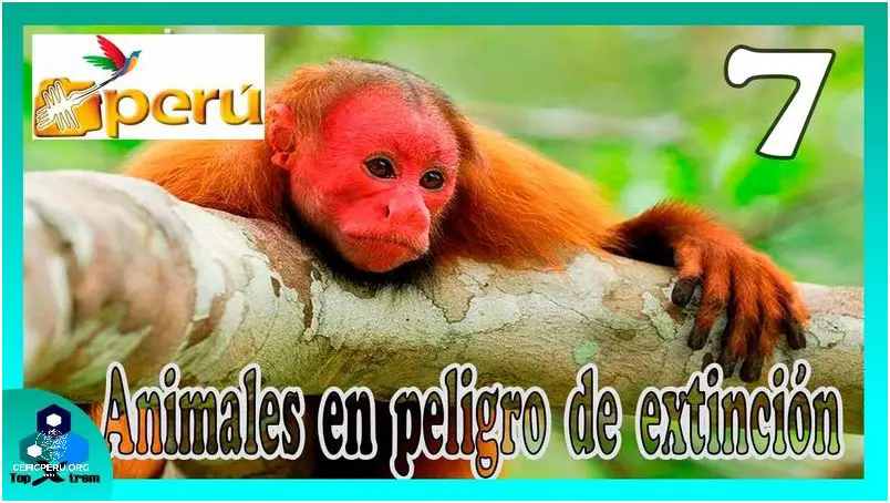 ¡Ave En Peligro De Extinción En Perú!
