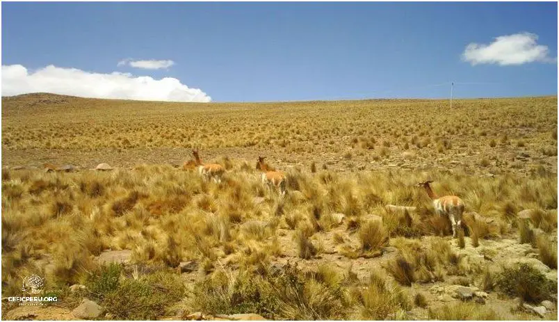 Descubre El Peru Y Su Diversidad Cultural!