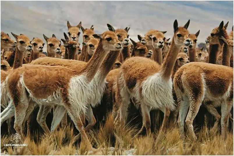 ¡Descubre La Crianza De Llamas En El Peru!