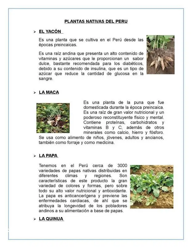 Descubre las Plantas Nativas De La Costa Del Peru!