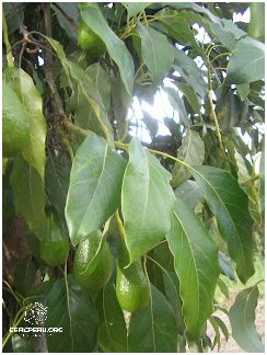 Descubre Todo Sobre Cultivo De Palta En El Perú