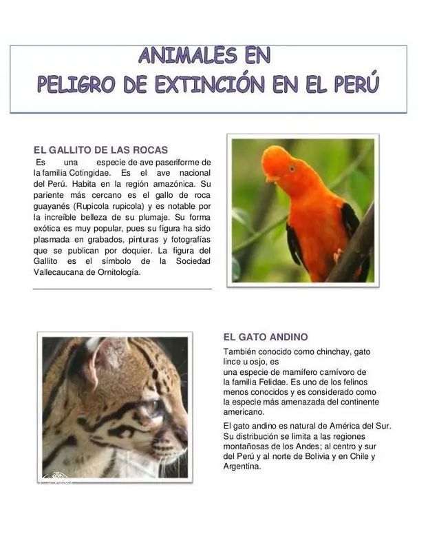 ¡5 Animales en Peligro de Extinción en el Perú!