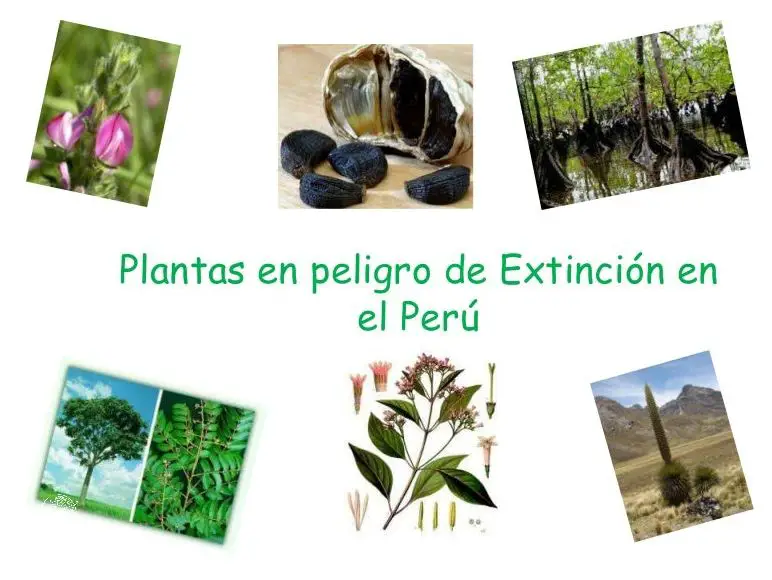 ¡5 Animales en Peligro de Extinción en el Perú!