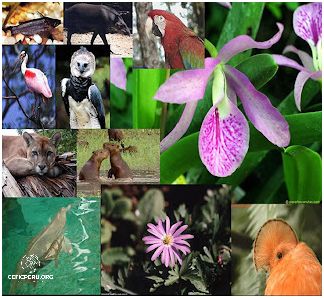 Descubra la Biodiversidad De Peru Flora Y Fauna!