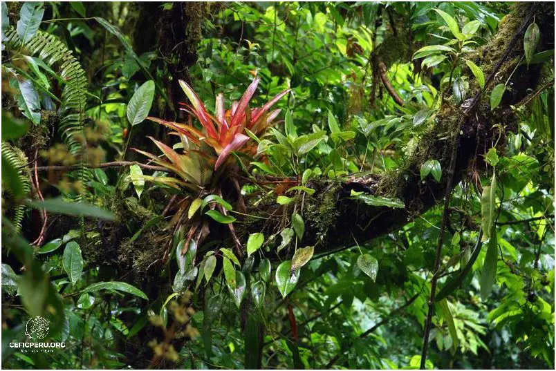 Descubre la Exótica Flora y Fauna de la Costa del Perú