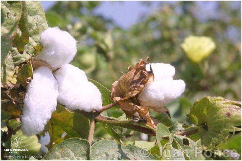 ¡Vuelos Baratos De Mexico A Lima Peru! ¡Vuelos Baratos De Mexico A Lima Peru!