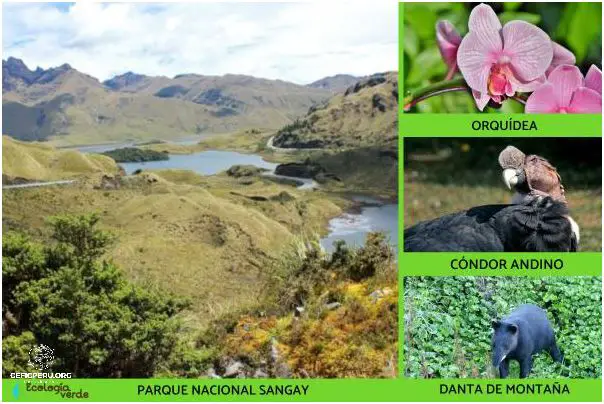 Descubre La Increíble Flora y Fauna De Las Regiones Naturales Del Peru