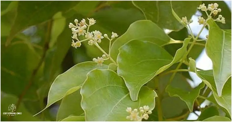 Descubre las Plantas Aromaticas Del Peru!