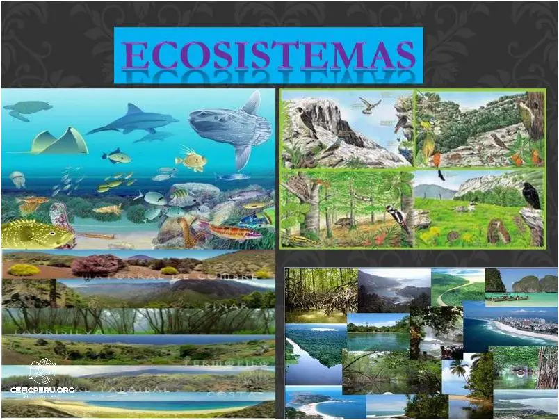 ¡Descubre los Tipos De Ecosistemas En El Peru!