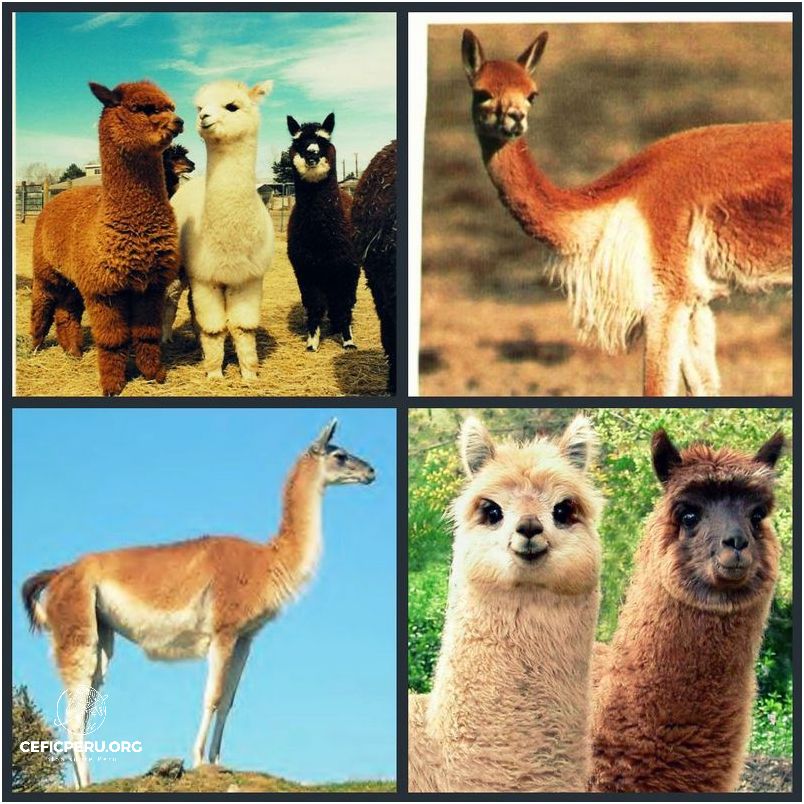 ¡Impresionantes Imágenes De Animales De La Selva Del Perú!
