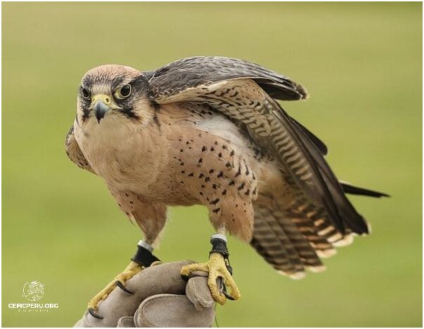 ¡Descubre Los Animales Carnivoros Del Perú!