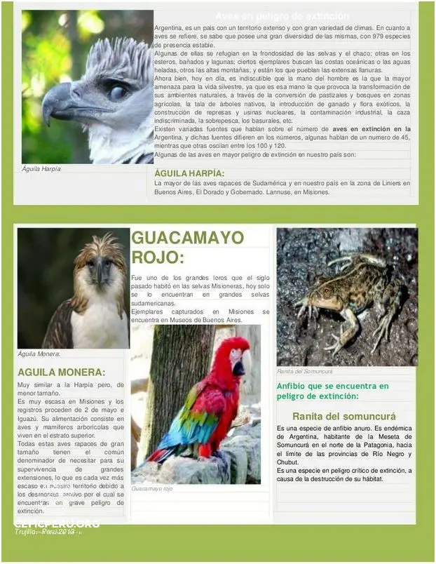 ¡Conoce Los Nombres De Animales En Extinción En El Perú!