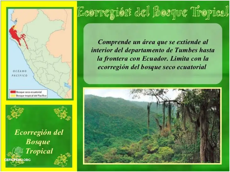 ¡Descubre el Bosque Seco Ecuatorial del Perú!