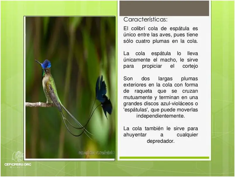 Descubre el Colibri Maravilloso Del Peru!