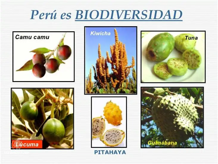 Descubre la Biodiversidad Amazonica Del Peru.