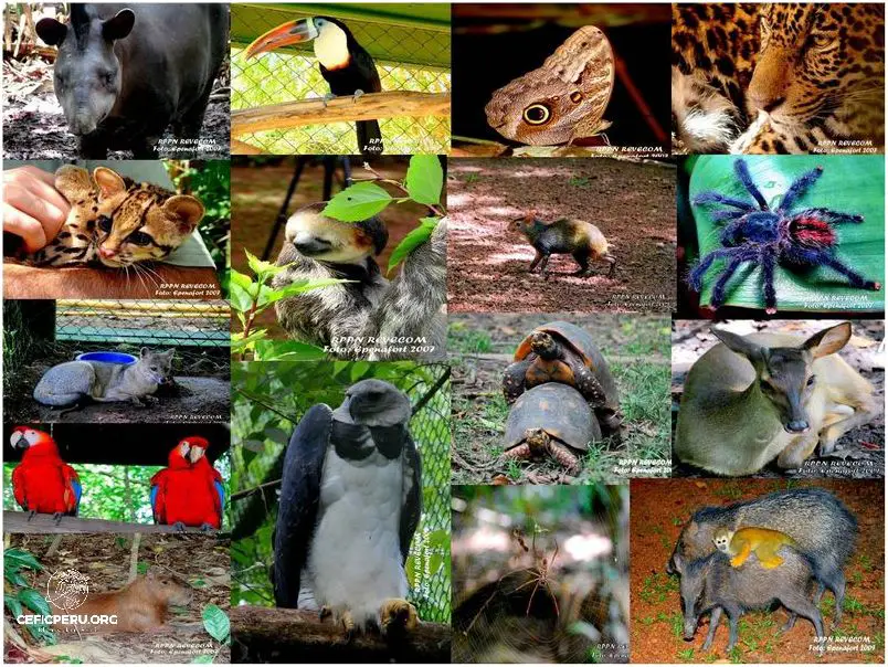 Descubre la Biodiversidad Amazonica Del Peru.