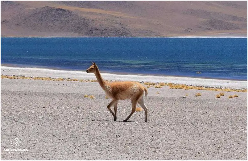¡Descubre la Diversidad De Especies En El Peru!