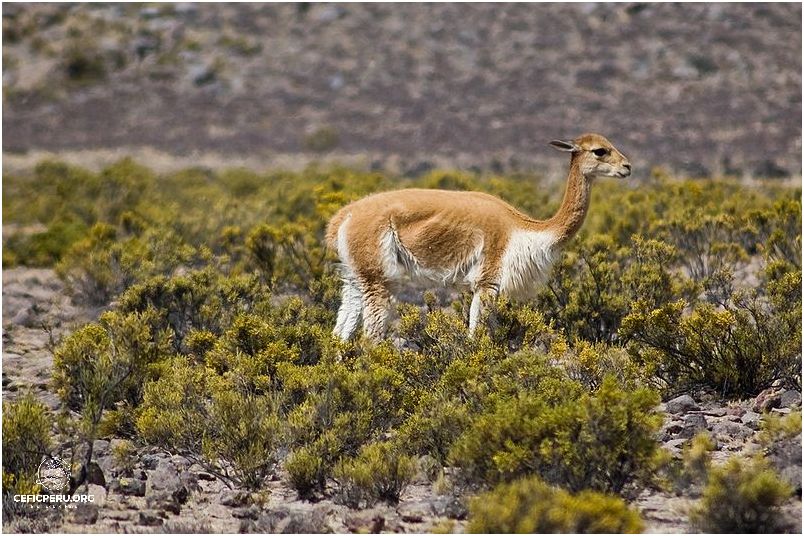 ¡Descubre La Flora Y Fauna De Perú En Wikipedia!