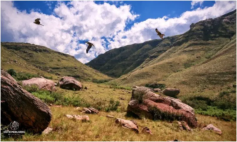 ¡Descubre las Danzas Del Peru Costa!