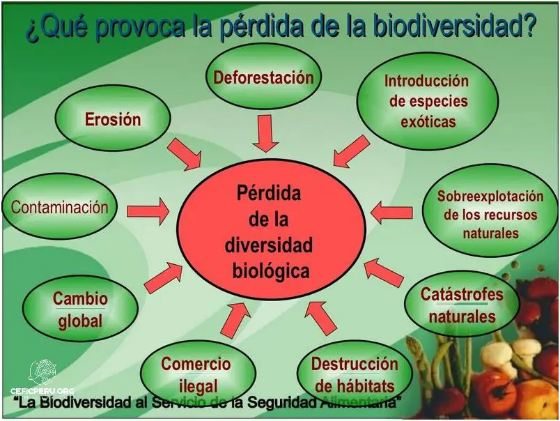 ¡Impactante: Perdida de Biodiversidad en el Perú!