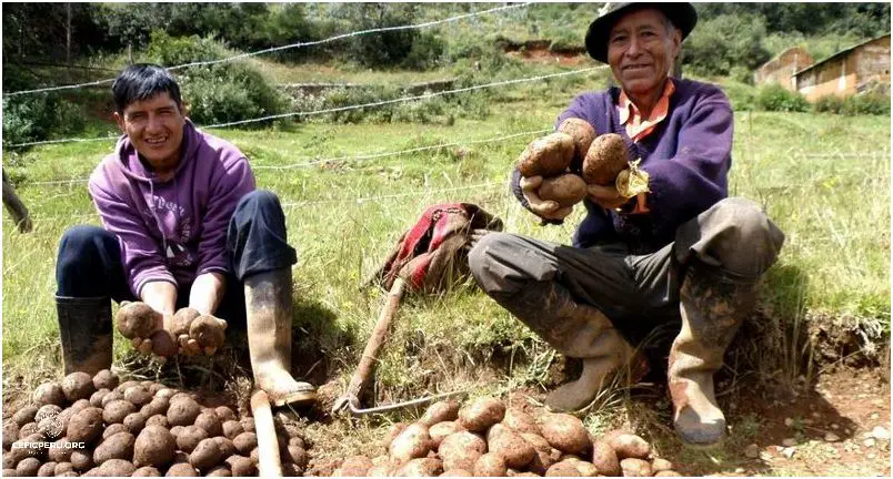 ¡Increíble! Producción De Arándanos En El Perú