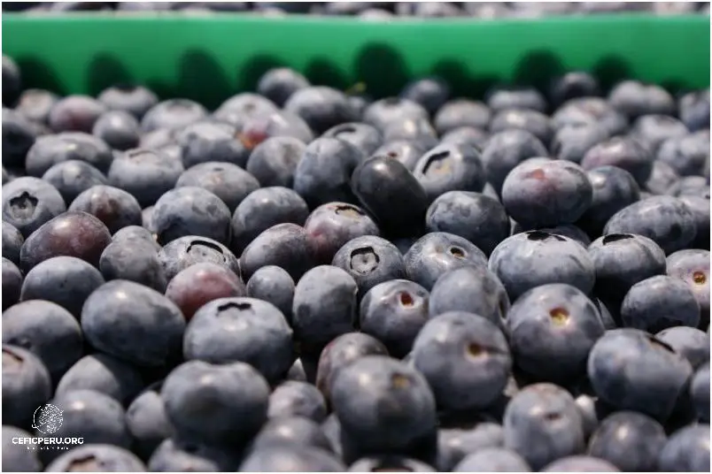 ¡Increíble! Producción De Arándanos En El Perú